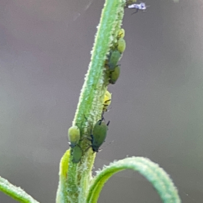 Aphididae (family) (Unidentified aphid) at Point 4997 - 1 May 2024 by Hejor1