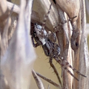 Oxyopes sp. (genus) at Point 4997 - 1 May 2024