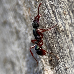 Rhytidoponera aspera (Greenhead ant) at Point 4997 by Hejor1