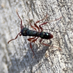 Rhytidoponera aspera at Point 4997 - 1 May 2024