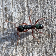 Rhytidoponera aspera at Point 4997 - 1 May 2024