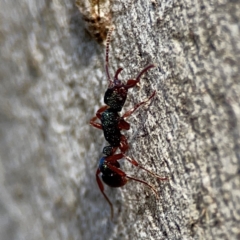 Rhytidoponera aspera at Point 4997 - 1 May 2024