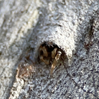 Arasia mollicoma (Flat-white Jumping Spider) at Acton, ACT - 1 May 2024 by Hejor1