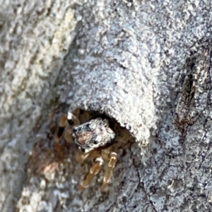 Arasia mollicoma at Point 4997 - 1 May 2024