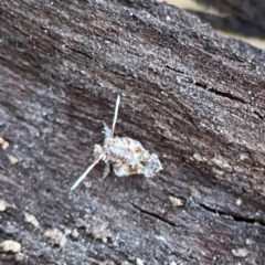 Fulgoroidea (superfamily) (Unidentified fulgoroid planthopper) at Black Mountain - 1 May 2024 by Hejor1