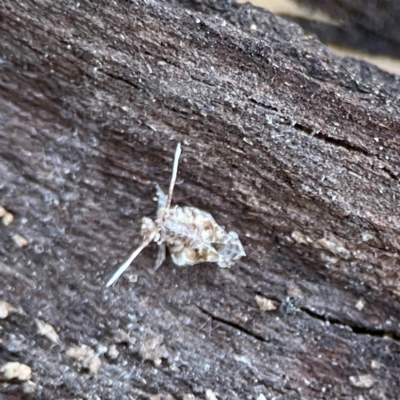 Fulgoroidea sp. (superfamily) (Unidentified fulgoroid planthopper) at Black Mountain - 1 May 2024 by Hejor1