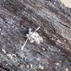 Fulgoroidea sp. (superfamily) at Black Mountain - 1 May 2024