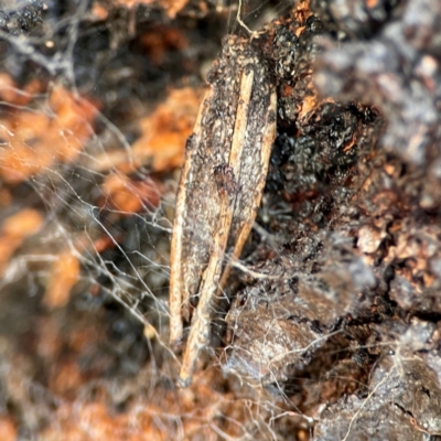 Trigonocyttara clandestina (Less-stick Case Moth) at Black Mountain - 1 May 2024 by Hejor1