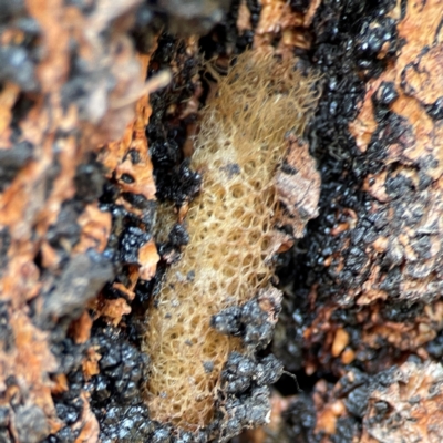 Lepidoptera unclassified IMMATURE at Black Mountain - 1 May 2024 by Hejor1