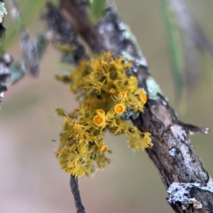 Teloschistes sp. (genus) at Black Mountain - 1 May 2024