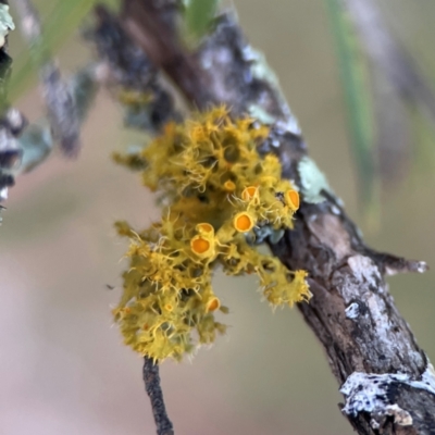 Teloschistes sp. (genus) (A lichen) at Acton, ACT - 1 May 2024 by Hejor1