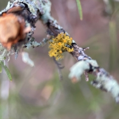 Teloschistes sp. (genus) at Black Mountain - 1 May 2024