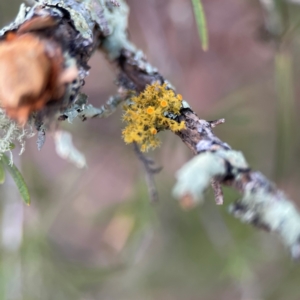 Teloschistes sp. (genus) at Black Mountain - 1 May 2024