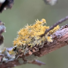 Teloschistes sp. (genus) at Black Mountain - 1 May 2024