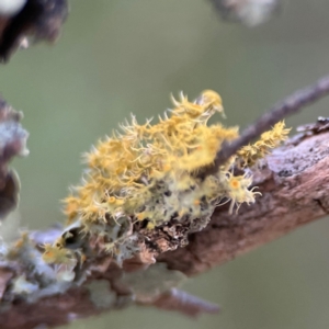 Teloschistes sp. (genus) at Black Mountain - 1 May 2024