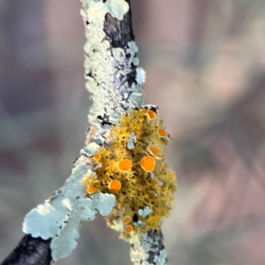 Teloschistes sp. (genus) at Black Mountain - 1 May 2024