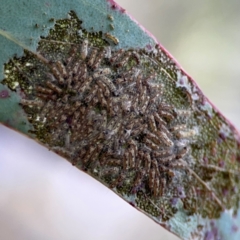 Uraba lugens (Gumleaf Skeletonizer) at O'Connor, ACT - 1 May 2024 by Hejor1