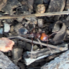 Iridomyrmex sp. (genus) (Ant) at Acton, ACT - 1 May 2024 by Hejor1