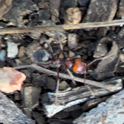 Iridomyrmex sp. (genus) (Ant) at Black Mountain - 1 May 2024 by Hejor1