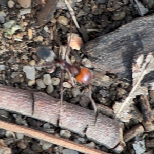 Iridomyrmex sp. (genus) at Black Mountain - 1 May 2024