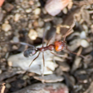 Iridomyrmex sp. (genus) at Black Mountain - 1 May 2024 03:45 PM