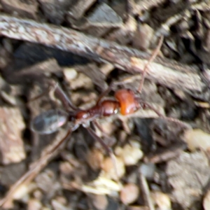 Iridomyrmex sp. (genus) at Black Mountain - 1 May 2024 03:45 PM