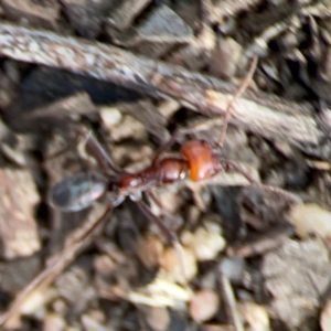 Iridomyrmex sp. (genus) at Black Mountain - 1 May 2024