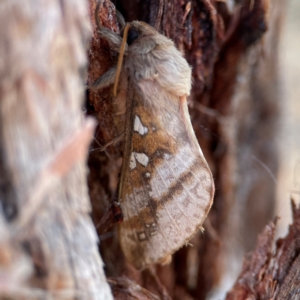 Oxycanus australis at Black Mountain - 1 May 2024