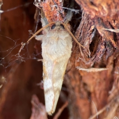 Oxycanus australis at Black Mountain - 1 May 2024