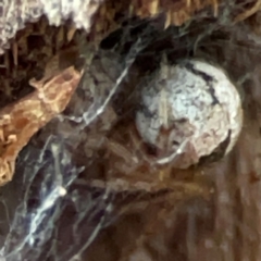 Cryptachaea veruculata at Black Mountain - 1 May 2024