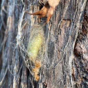 Lepidoptera unclassified IMMATURE moth at Black Mountain - 1 May 2024