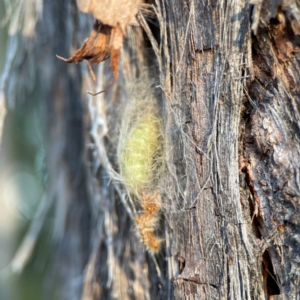 Lepidoptera unclassified IMMATURE moth at Black Mountain - 1 May 2024