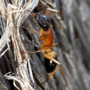 Camponotus consobrinus (Banded sugar ant) at Black Mountain by Hejor1