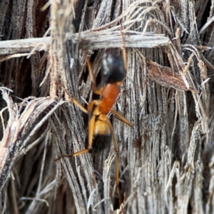 Camponotus consobrinus at Black Mountain - 1 May 2024 04:27 PM