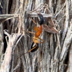 Camponotus consobrinus at Black Mountain - 1 May 2024 04:27 PM