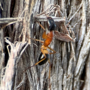 Camponotus consobrinus at Black Mountain - 1 May 2024