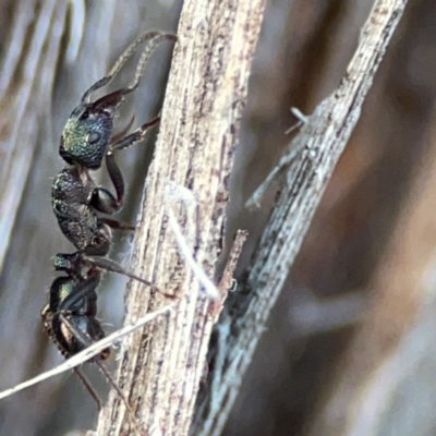 Rhytidoponera metallica (Greenhead ant) at Black Mountain - 1 May 2024 by Hejor1