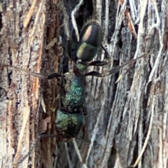 Rhytidoponera metallica at Black Mountain - 1 May 2024