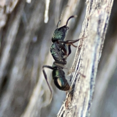 Rhytidoponera metallica at Black Mountain - 1 May 2024