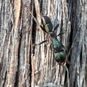 Rhytidoponera metallica at Black Mountain - 1 May 2024 04:29 PM