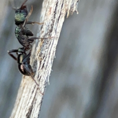 Rhytidoponera metallica at Black Mountain - 1 May 2024