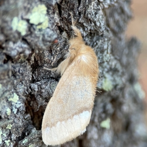 Euproctis baliolalis (Browntail Gum Moth) at Black Mountain by Hejor1