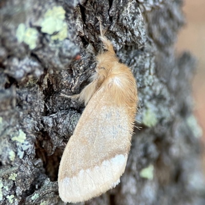 Euproctis baliolalis (Browntail Gum Moth) at Black Mountain - 1 May 2024 by Hejor1