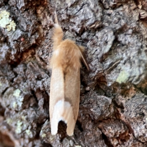 Euproctis baliolalis at Black Mountain - 1 May 2024