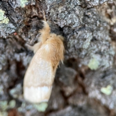 Euproctis baliolalis at Black Mountain - 1 May 2024