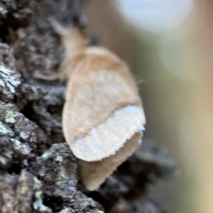 Euproctis baliolalis at Black Mountain - 1 May 2024 04:33 PM