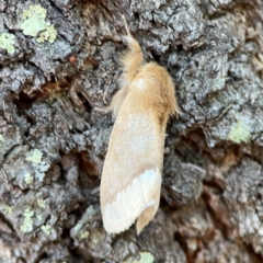 Euproctis baliolalis at Black Mountain - 1 May 2024 04:33 PM