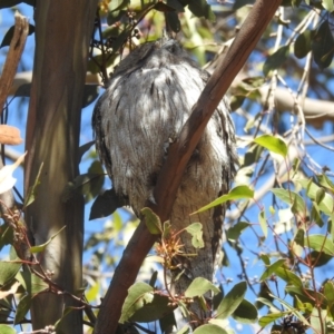 Podargus strigoides (Tawny Frogmouth) at ANBG by HelenCross