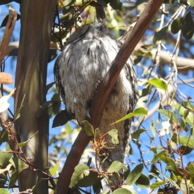 Podargus strigoides (Tawny Frogmouth) at Acton, ACT - 2 May 2024 by HelenCross