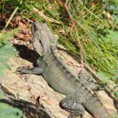 Intellagama lesueurii howittii (Gippsland Water Dragon) at Acton, ACT - 2 May 2024 by HelenCross